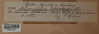 Erysiphe ehrenbergii image
